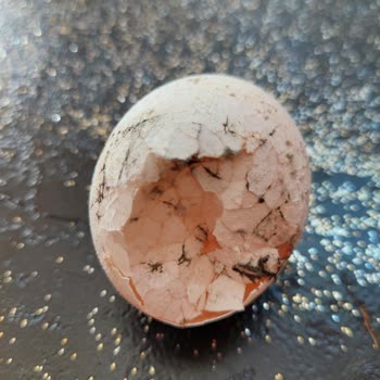 Tazem Yumurta Ürünlerinde Kalite Sorunu Ve Müşteri Memnuniyetsizliği!