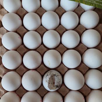 Tazem Yumurta Ürünlerinde Kalite Sorunu Ve Müşteri Memnuniyetsizliği!