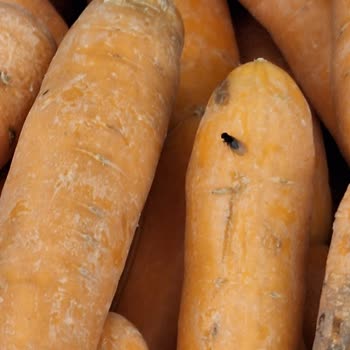 Şok Market'te Sinek Sorunu: Meyve Ve Sebzeler Tehlikede