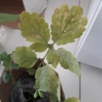 Trendyol Artemisia Tıbbi Bitki Bozuk Fidan Gönderiyor