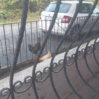 Şehirde Kümes Hayvanı Yetiştiriciliği Ve Satıcılığı!