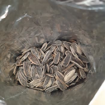 A101 Çerezya Dakota Çekirdeği Bayat Ve Kötü Kokuyor