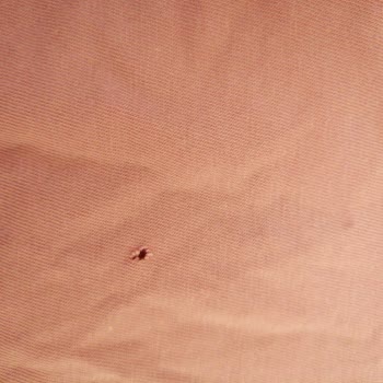 Bosch Marka Çamaşır Makinesini Kıyafetleri Yırtıyor