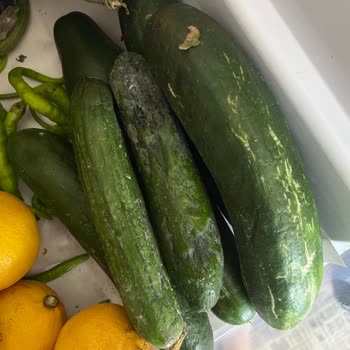 Beko Sebzelik Küf Problemi