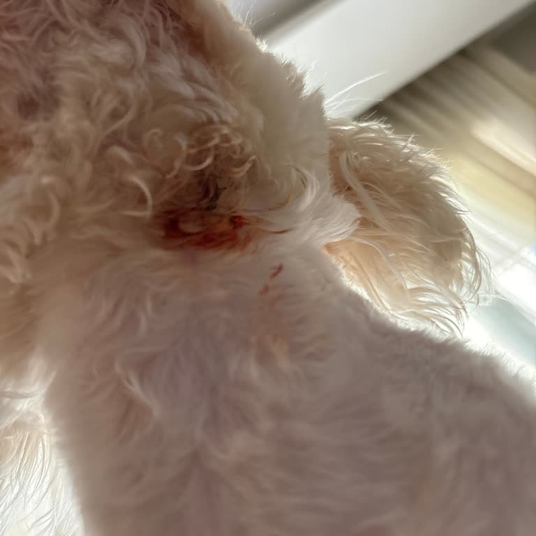 Safa Veteriner Kliniği Hayvan Sevmeyen, Vicdan Ve Merhamete Sahip Olmayan İnsan.