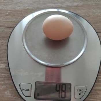 Aybar Tavukçuluk Yumurta Boyutları Ve Standartlar Üzerine Şikayet