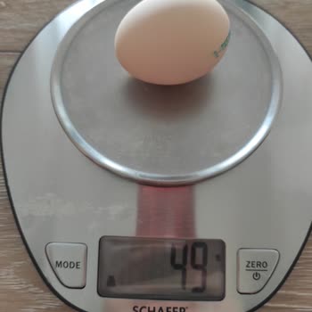 Aybar Tavukçuluk Yumurta Boyutları Ve Standartlar Üzerine Şikayet