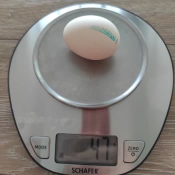 Aybar Tavukçuluk Yumurta Boyutları Ve Standartlar Üzerine Şikayet