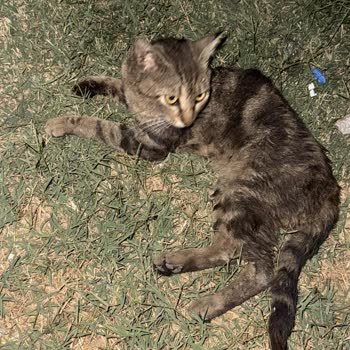 İzmir Büyükşehir Belediyesi Sokak Hayvanları İçin Acil Yardım Eksikliği