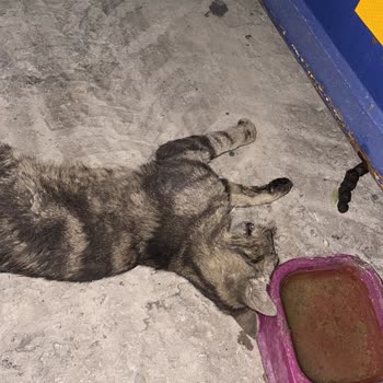 İzmir Büyükşehir Belediyesi Sokak Hayvanları İçin Acil Yardım Eksikliği