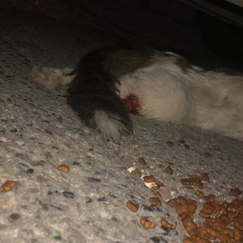 İzmir Büyükşehir Belediyesi Sokak Hayvanları İçin Acil Yardım Eksikliği