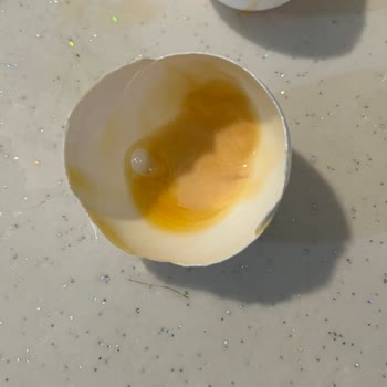 Abalıoğlu Grup Rengi Ve Kokusu Bozuk Yumurta