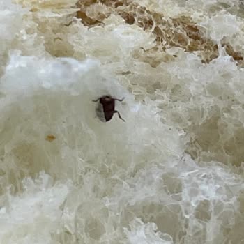 Misbaşak Ekmeğin İçinden Böcek Çıktı