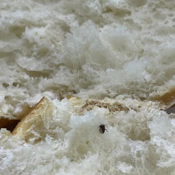 Misbaşak Ekmeğin İçinden Böcek Çıktı