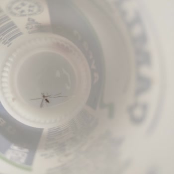 Çamlıca Süt Ürünleri Çamlıca Ayran'da Böcek Kalıntısı Şoku