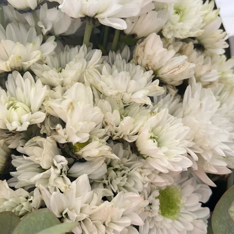 Taze Çiçek | Tazecicek.com Çürümüş Çiçekler Göndermişler