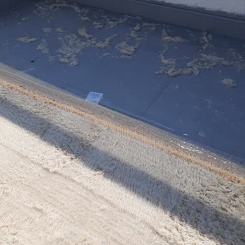 Racuun.com Lorena Canals Halılar Kedilerden Beter Tüy Döküyor