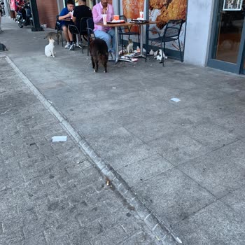 Popeyes Restoranında Hijyen Sorunu Ve İlgisizlik