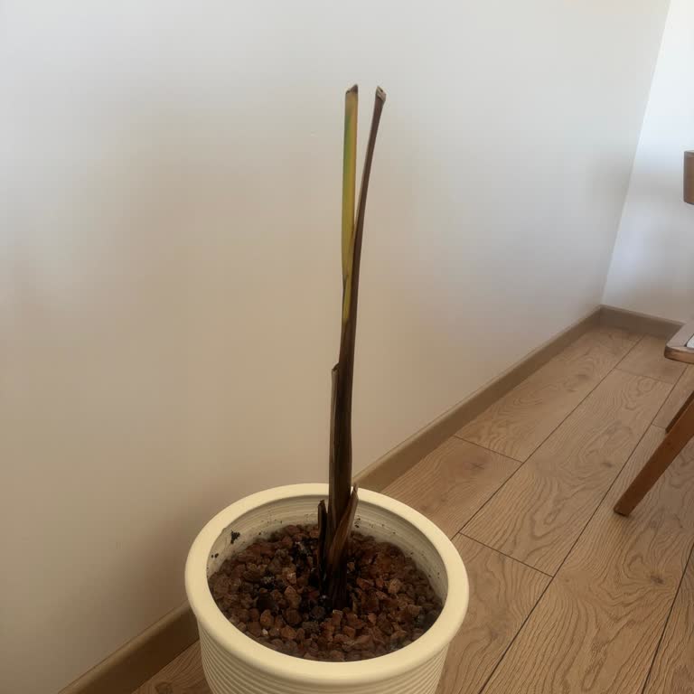 Fidanburada Kötü Starliçe Siparişi