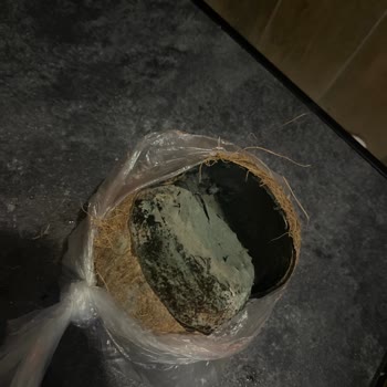 Migros'tan Alınan Meyve