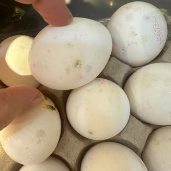 Migros'un Küflü Yumurtaları