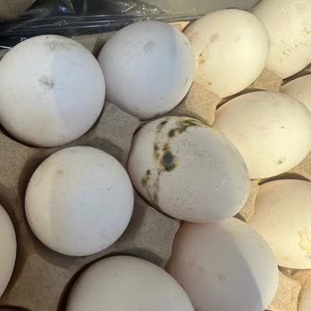 Migros'un Küflü Yumurtaları