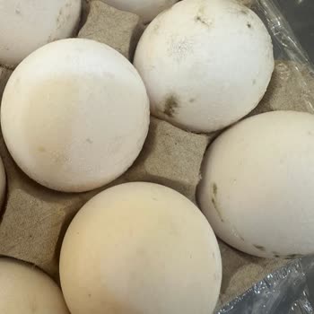 Migros'un Küflü Yumurtaları