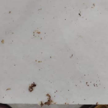 Agâh Efendi Lokum Çikolatasında Güve Çıktı