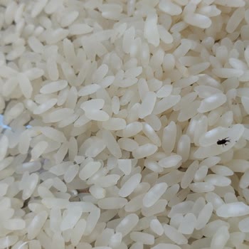 Tat Bakliyat Tat Osmancık Pirinci