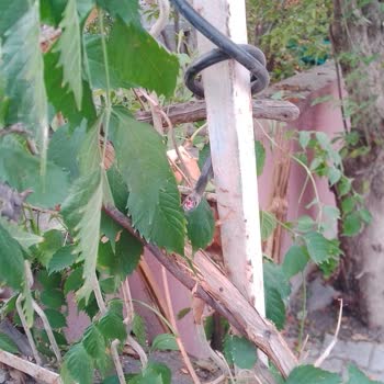 Türk Telekom Müşteri Temsilcisine Bağlanamıyorum