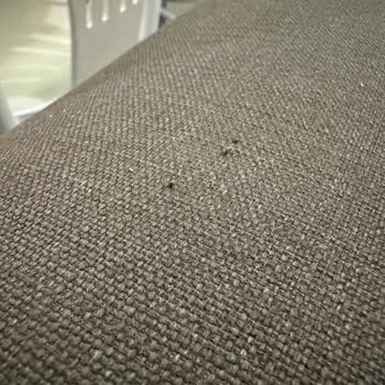İstikbal Kedi Testinden Geçen Koltuklar Beklentimi Karşılamadı