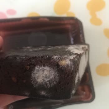 Eti Gıda Üründe Mantarlaşma Küf Oluşumu