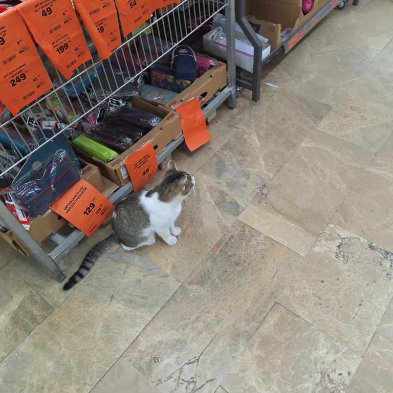 Hakmar Express Marketteki Kedilerin Gıda Maddeleri Arasında Gezmesi