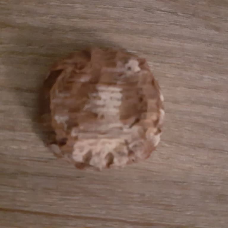 Hacı Bozan Oğulları Levent Bozuk Çikolata