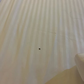 ETS Tur İle Satın Aldığımız Odada Yatağımızdan Böcekler Çıktı