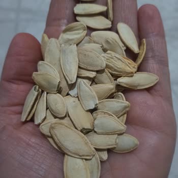 Çerezya Kabak Çekirdeği Kalitesi Ve Denetim Sorunu