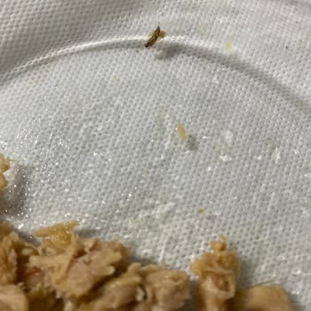 Dardanel Ölü Böcek Çıktı