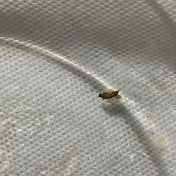 Dardanel Ölü Böcek Çıktı