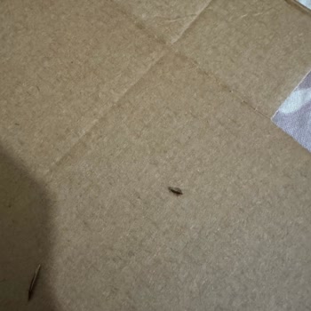 Dodo Pizzadan Böcek Çıktı