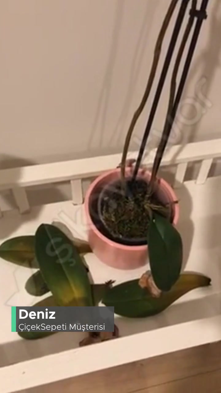 Çiçek Sepeti Paramızla Rezil Oluyoruz! videonun kapak resmi