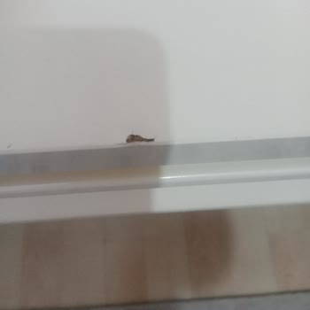 Modalife Malatya Sattığı Ürünün Akasında Durmuyor