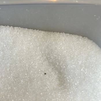 BİM'den Aldığımız Şeker Kurtlu Çıktı!