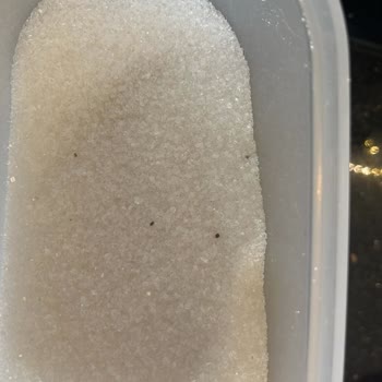 BİM'den Aldığımız Şeker Kurtlu Çıktı!