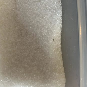 BİM'den Aldığımız Şeker Kurtlu Çıktı!