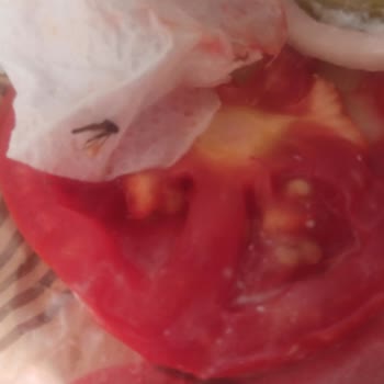 Burger King İçinde Sinek Çıkan Hamburger