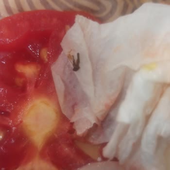 Burger King İçinde Sinek Çıkan Hamburger