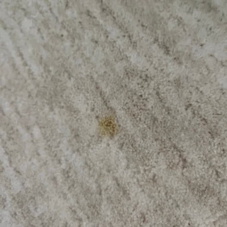 Bıcı Bıcı Halı Yıkama | Antalya Antalya Bıcı Bıcı Halı Yıkama Sorunu