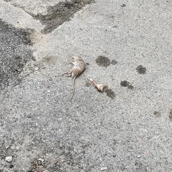 Ümraniye Belediyesi Ümraniye'de Yetersiz Temizlik Hizmeti