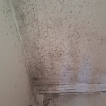 Türkiye Sigorta Evimde Oluşan Hasar Rutubet