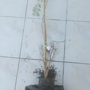 E-fidancım Jakaranda Fidanı Çok Sağlıksız